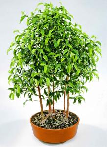 2. Ficus x 'Natascha' dunge.